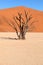 Dead vlei tree in Namibia