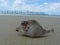 A dead, washed up pufferfish found on the beach in Australia