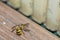 A dead wasp on the floor of a balcony, Germany