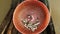 Dead water snake with fishes in a plastic basket 