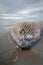 Dead whale in the beach and the seascape, close-up, vertical