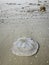 dead white translucent jelly fish on the beach.