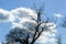 Dead willow tree blue sky clouds wind blowing