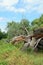 Dead willow tree broken by storm