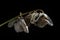 Dead withered orchid flowers isolated on dark background