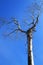 Dead wood with blue sky background