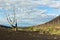 Dead wood - a consequence of a catastrophic release of ash during the eruption of the volcano in 1975 Tolbachik north