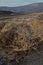 Dead wood landscape Mojave Desert, Death Valley, California USA