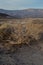 Dead wood landscape Mojave Desert, Death Valley, California USA