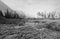 DEAD WOOD AT MARSH POND ON THE SHORES OF SAINT MARY LAKE IN GLACIER NATIONAL PARK IN MONTANA USA - BLACK AND WHITE