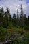 Dead wood on sandstone rocks in the Chertovo Gorodishche tract Devil`s settlement, stone city. Taiga forest in the foothills of