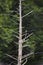 Dead wood tree in Dryden Lake marsh of Schug Trail