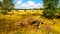 Dead wooden stump among purple heathers in a field