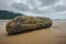 Dead Wooden tree log on the beach