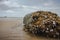 Dead Wooden tree log on the beach