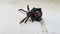Deadly black widow Spider