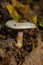 Deadly cortinarius orellanus mushroom. Against the background of autumn foliage in the forest