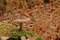 Deadly dapperling mushroom growing on a tree trunk - Lepiota brunneoincarnata