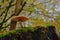 Deadly dapperling mushroom growing on a tree trunk - Lepiota brunneoincarnata