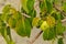 The deadly Manchineel Tree and apple fruit