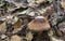 Deadly mushroom Cortinarius rubellus. Toadstools in the woods. Dangerous mushrooms