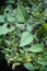 Deadly Nightshade (Atropa belladonna), berries and flowers