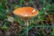 Deadly orange Amanita Muscaria mushroom. Poisonous medical fungi