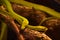 Deadly Pair of Green Mamba Snakes Poised to Strike