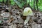 Deadly poisonous Amanita phalloides in oak forest