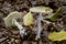 Deadly poisonous mushroom Amanita phalloides growing in the leaves in the beech forest.