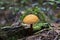 Deadly poisonous mushroom Galerina marginata in the floodplain forest. Known as funeral bell, deadly skullcap or deadly