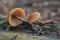 Deadly poisonous mushroom Galerina marginata in the floodplain forest. Known as funeral bell, deadly skullcap or deadly Galerina.