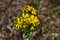 Deadly ragwort and bee