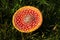 Deadly red and white fly agaric fungus seen from above