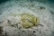 Deadly Stonefish Covered with Algae Under Sand