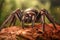 Deadly Sydney Funnel-Web Spider Close-up