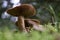 Deadly webcap (Cortinarius rubellus) mushroom in a forest in closeu