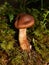 Deadly webcap mushroom Cortinarius rubellus