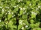 Deadnettle, dead nettle, snowflake lamium flowering on field edge in spring