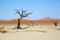 Deadvlei - Camel thorn trees and red dunes