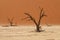 Deadvlei dead trees