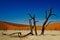Deadvlei Namibia dead trees, vivid colours