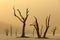 Deadvlei, orange dune with old acacia tree. African landscape from Sossusvlei, Namib desert, Namibia, Southern Africa. Red sand,