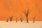 Deadvlei, orange dune with old acacia tree. African landscape from Sossusvlei, Namib desert, Namibia, Southern Africa. Red sand,