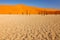 Deadvlei, orange dune with old acacia tree. African landscape from Sossusvlei, Namib desert, Namibia, Southern Africa. Red sand,