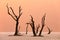 Deadvlei, orange dune with old acacia tree. African landscape from Sossusvlei, Namib desert, Namibia, Southern Africa. Red sand,