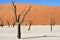 Deadvlei, Sossusvlei. Namibia