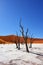 Deadvlei, Sossusvlei. Namibia