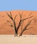 Deadvlei Tree