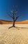 Deadvlei Tree